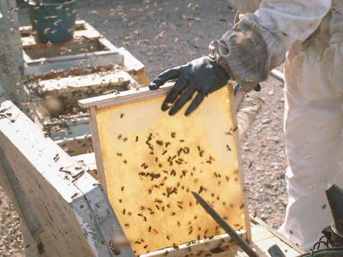 Imagen de cómo se extrae la miel en el panal